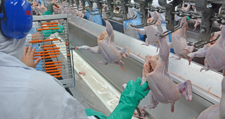 Exportações de frango brasileiro batem recorde em 2022.