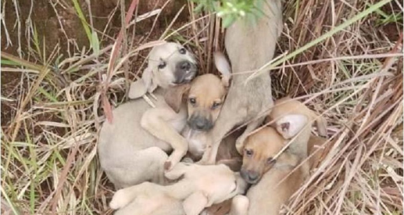 Ninhada de cães é abandonada no interior de cidade do Oeste-Sc.