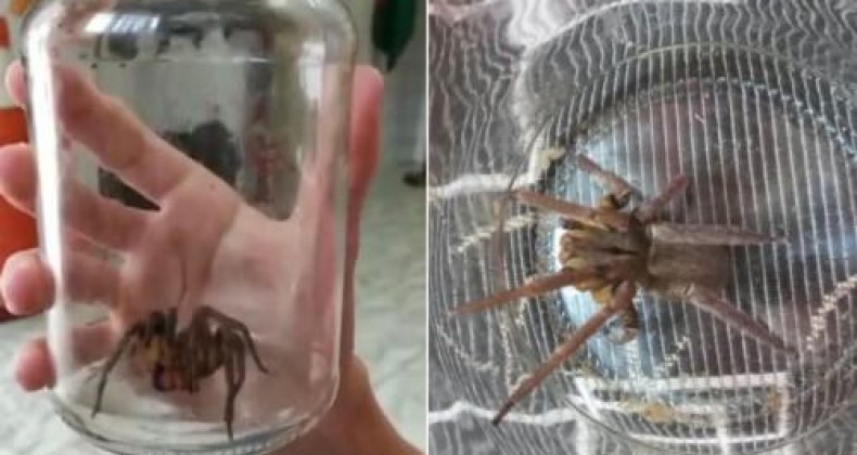Aranha mais perigosa do mundo é encontrada dentro de residência em SC.