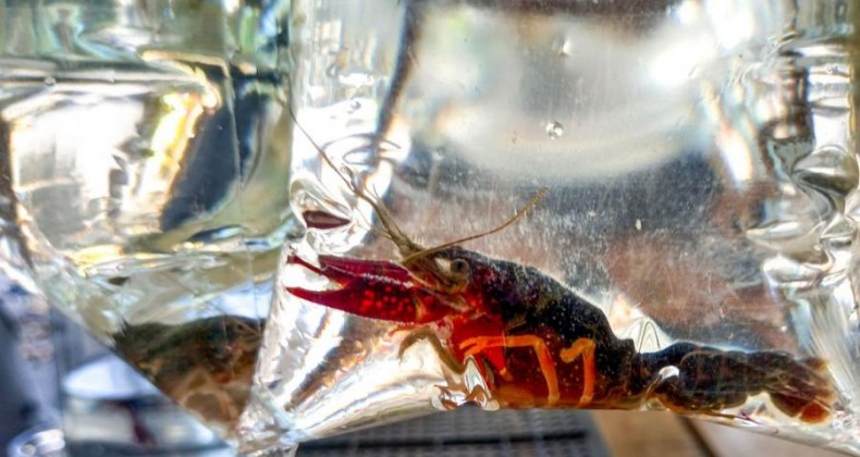 Brasil tem mais de 270 animais exóticos que ameaçam biodiversidade.