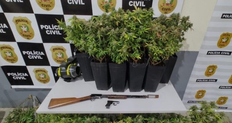 Cultivo de maconha em crescimento dentro de estufas é descoberto.