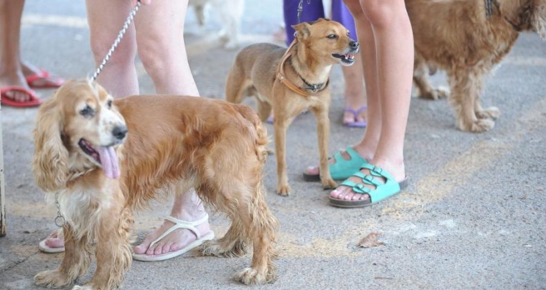 Governo proíbe uso de animais em pesquisas de cosméticos e perfumes.