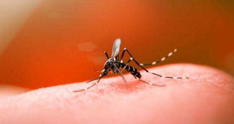 Maior cidade de SC já ultrapassou mil casos de dengue em 2023.