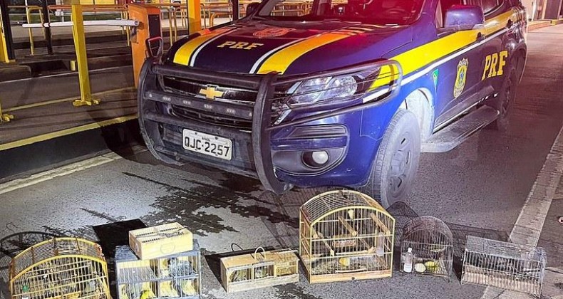 Pássaros silvestres são localizados em porta-malas na BR-116.