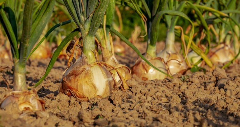Safra de cebola em SC ultrapassa 550 mil toneladas.