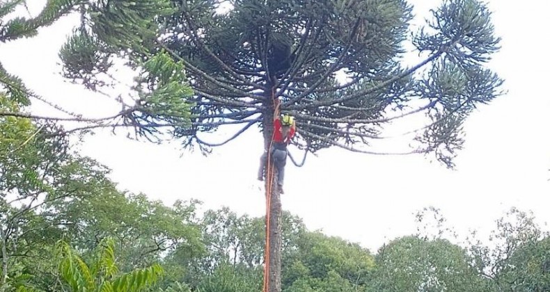 Homem sobe em pinheiro e fica 'preso' a 14 metros do chão.