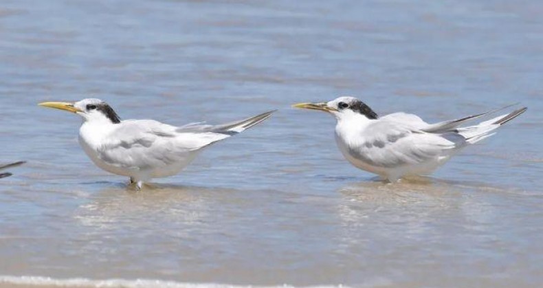 Brasil confirma primeiros casos de gripe aviária em aves silvestres