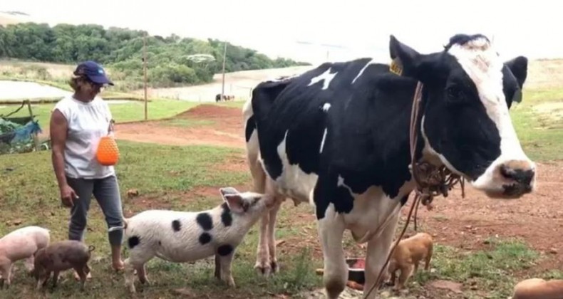 Leitão adota vaca como mãe no Rio Grande do Sul