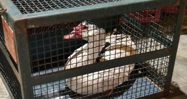 Pato é resgatado em telhado de supermercado no Centro de Xanxerê