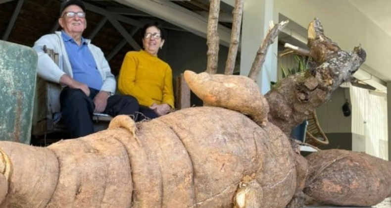 Pé de mandioca gigante de 112 kg levou 4 horas para ser colhido em SC.