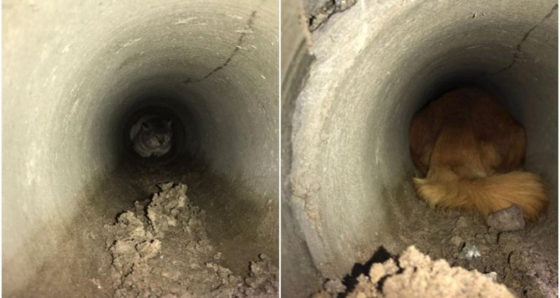 Bombeiros resgatam cachorro e gato que ficaram presos em tubulação.