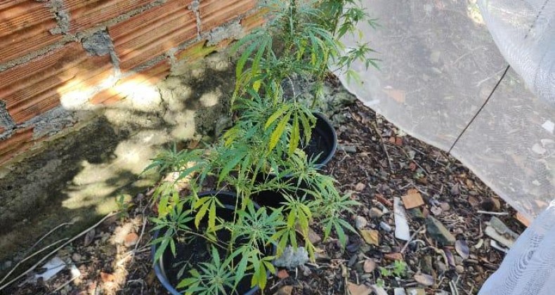 Casal é preso com plantação de maconha em residência no Meio-Oeste.