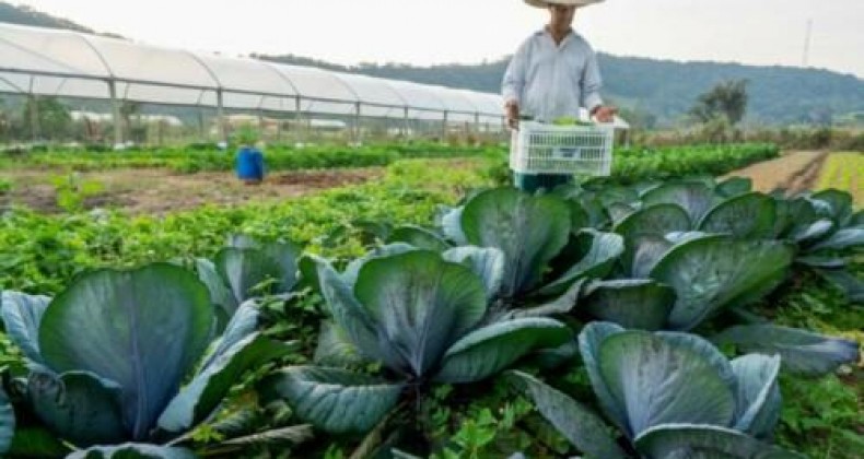 Agricultura familiar é 8ª maior produtora de alimentos do mundo.