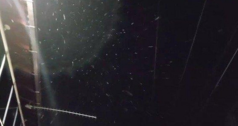 Neve é registrada durante a madrugada em cidades da Serra catarinense.