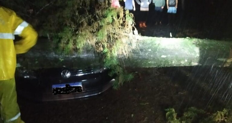 Queda de árvore atinge escola e carro de professora no Oeste de SC.