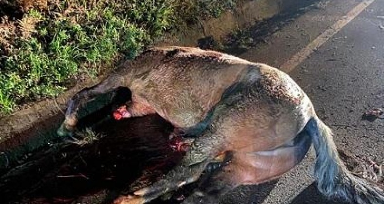 Cavalo morre após ser atropelado no Oeste de SC.