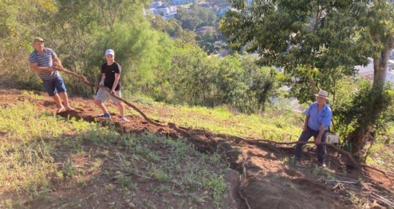 Em Rondinha RS, agricultor colhe raiz de mandioca de 16 metros.