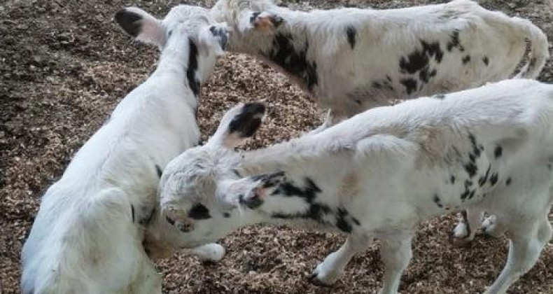 Trigêmeos: vaca dá à luz três bezerros em parto natural.