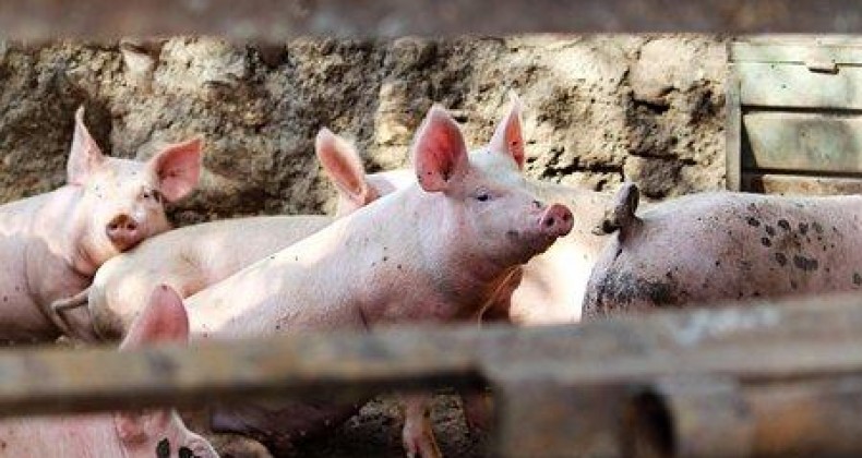Exportação catarinense de carne suína bate recorde em agosto.