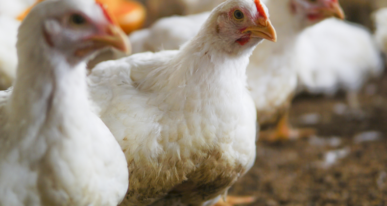 Exportações de carne de frango crescem 2,1% em agosto.