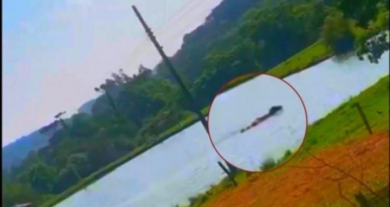 Vaca mergulha em açude para aliviar calor de quase 40ºC em Pinhalzinho.