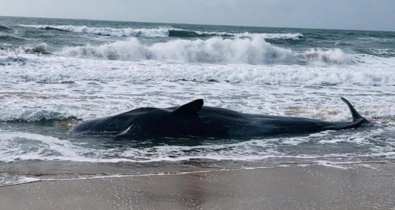 Baleia de 11 metros e 20 toneladas morre encalhada em praia de SC.