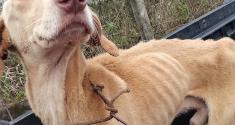 Dois cães em situação de maus-tratos são resgatados no Oeste de SC.
