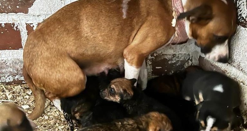Filhotes de cães abandonados em mata são resgatados no Oeste.