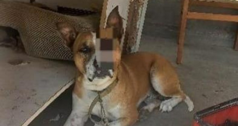 Homem que golpeou cachorro com facão é preso em SC.
