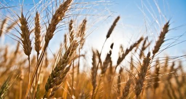 Colheita de trigo sofre impacto das chuvas no Sul.