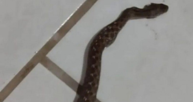 Cobra se esconde embaixo de travesseiro e causa susto em moradores.