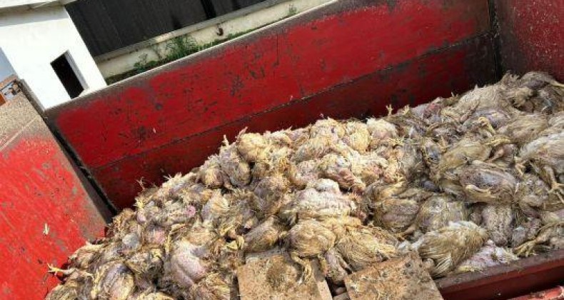 Falta de energia causa morte de 10 mil aves no interior de Descanso.