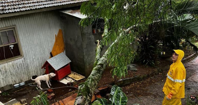 Árvore de 10 metros cai em cima de residência no Oeste; veja fotos.