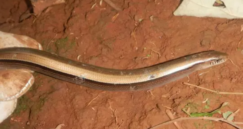 Cobras-de-vidro são resgatadas em obra na BR-163, em Dionísio Cerqueira.