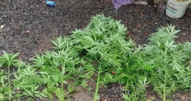 Filho mente para o pai e usa enxada na plantação de maconha.