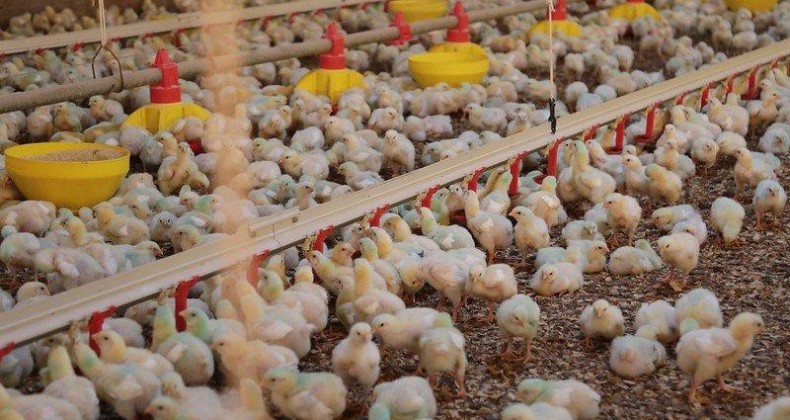 SC bate recorde na exportação de carnes em 2023.