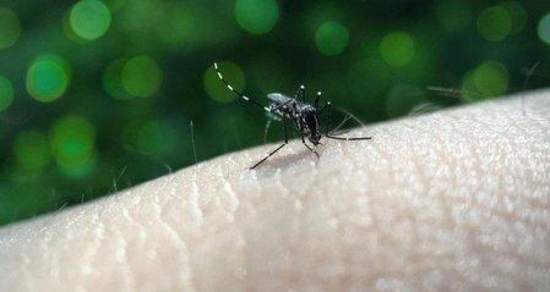 Brasil ultrapassa meio milhão de casos prováveis de dengue e chega a 75 mortes.