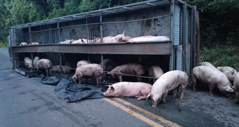 Caminhão carregado com suínos se envolve em acidente em Xanxerê.