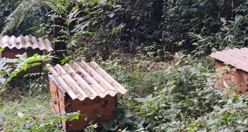 Polícia Civil recupera caixas de abelhas furtadas no Oeste de SC.