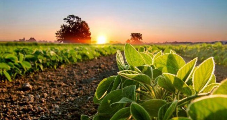 Produção agropecuária é responsável por 30% do PIB catarinense.