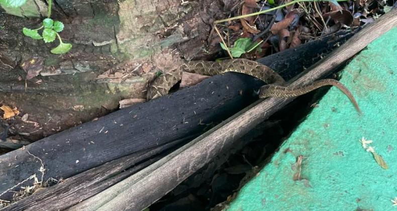 Cobra jararaca é capturada em pátio de escola no Oeste de SC.