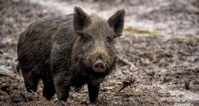Governo de SC regulamenta lei para manejo sustentável dos javalis.