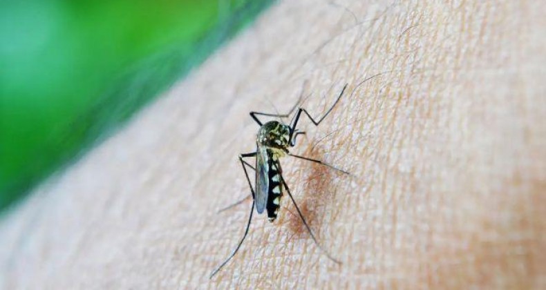 Brasil já tem mais de 3 milhões de casos de dengue em 2024.