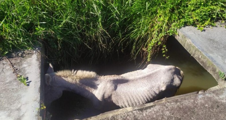 Cavalo é resgatado pelos bombeiros após cair em córrego