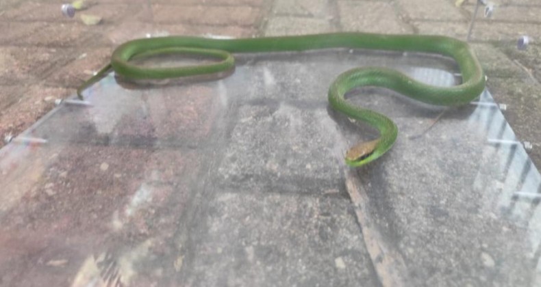 Cobra é capturada dentro de ônibus escolar em Chapecó.