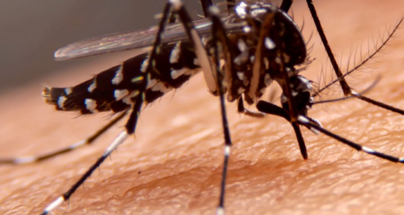 Nova Erechim decreta situação de emergência por dengue.