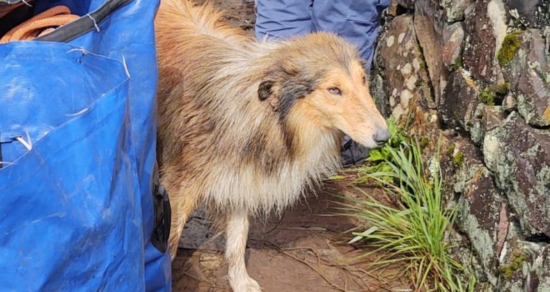 Bombeiros levam 3 horas para salvar cão que caiu em cachoeira.