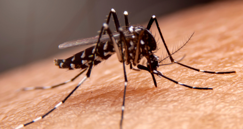 Nova Erechim se aproxima dos 561 casos de dengue.