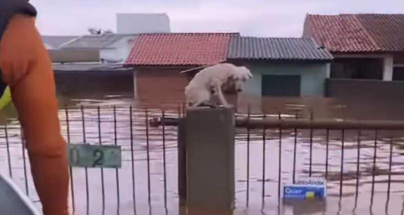 Pelo menos 3,5 mil animais ilhados pela chuva foram resgatados no RS.