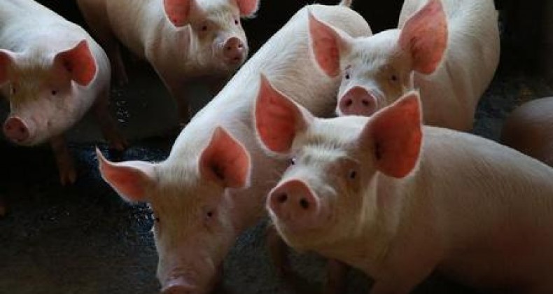 Santa Catarina alcança melhor desempenho do ano na exportação de carnes